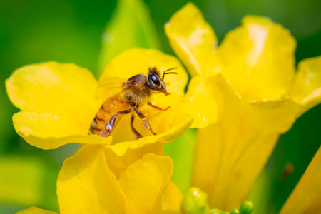 Image of bee or honeybee on yellow flower collects nectar. Golden honeybee on flower pollen. Insect. Animalの写真素材