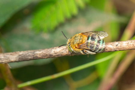 Image of blue banded bee on the branch. Insect. Animal.