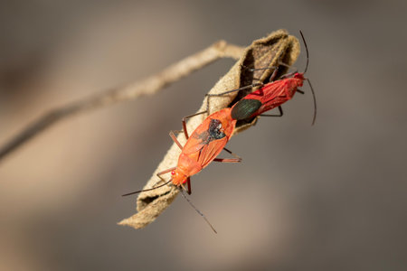 Image of Red cotton bug (Dysdercus cingulatus) on the leaf on a natural background. Insect. Animal. Pyrrhocoridae.の写真素材