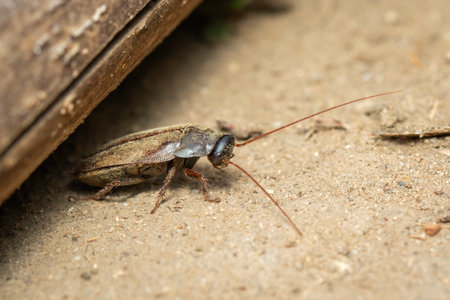 Image of Diploptera punctata or the Pacific beetle cockroach. Insect. Animal.の写真素材