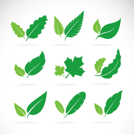 Vector of green leaves icon set on white background. Easy editable layered vector illustration.のイラスト素材