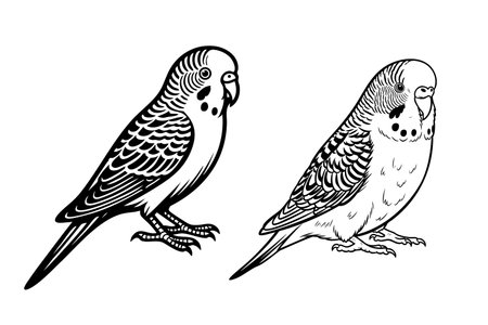 Detailed outline vector illustration of two Budgerigar birds, one with bold lines and one with finer detail, showcasing their patterns.のイラスト素材