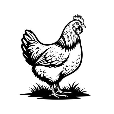 Vector of classic black and white illustration of a Rhode Island Red hen standing in grass, representing farm poultry.のイラスト素材