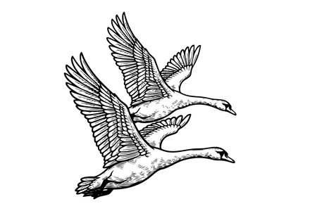 Graceful vector illustration of two swans in flight, capturing their elegance and movement with feathered wings. Birds.のイラスト素材
