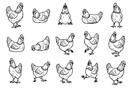 Diverse vector set of hens in various poses, perfect for farm and poultry themes.のイラスト素材