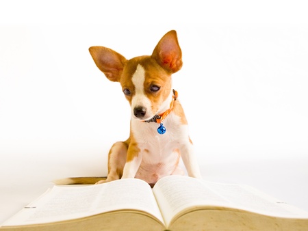 dog read book on white backgroundの写真素材