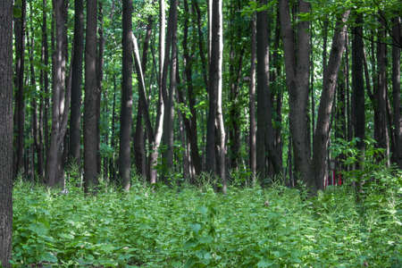 summer bright green dense forest with fresh grassy meadow with blurry background