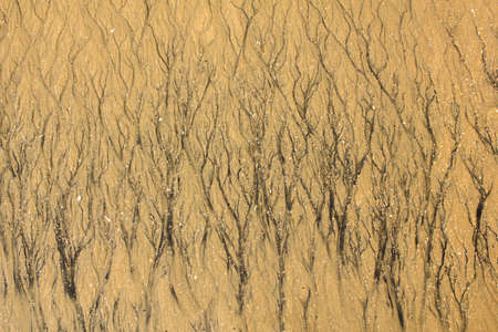 black beds of streams on the yellow sand with small stones and fragments of shells. natural surface...