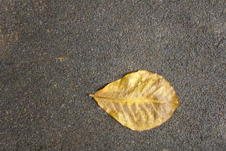 dry yellow leaf on black gray asphalt close up. rough surface textureの写真素材