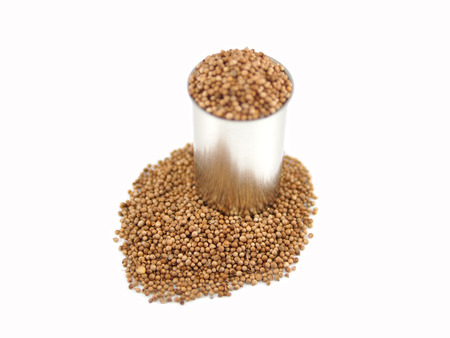 Coriander seeds in can on white background の写真素材