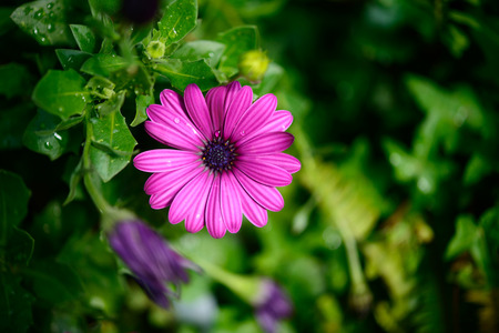 violet african daisy in the gardenの写真素材