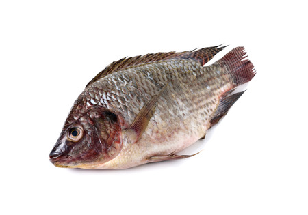 whole round fresh Tilapia fish on white backgroundの写真素材