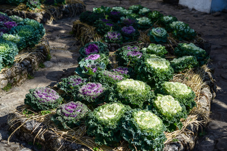 organic Long-lived Cabbage in the garden with sunlightの写真素材