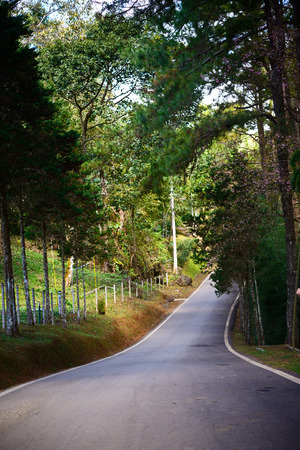 road in the jungle in northern of Thailandの写真素材