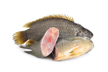 common climbing perch fish or Koi fish on white backgroundの写真素材