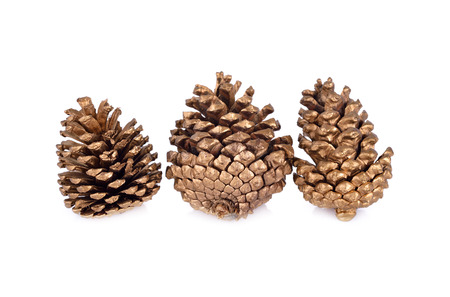 dry conifer cones for decoration on white backgroundの写真素材
