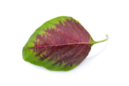 fresh red spinach leaf on white backgroundの写真素材