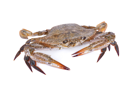 whole round fresh blue crab on white backgroundの写真素材