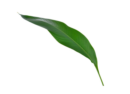 isolated bird of paradise leaf on white backgroundの写真素材
