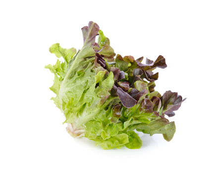 fresh red oak lettuce on white backgroundの写真素材