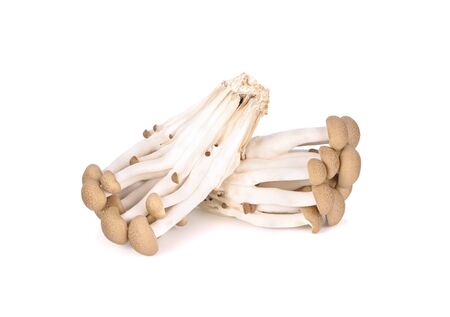 bunch of fresh buna shimeji (brown beech) mushroon on white backgroundの写真素材