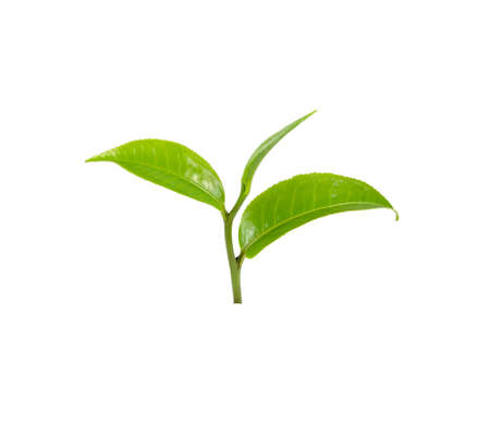 fresh green tea leaves on white backgroundの写真素材