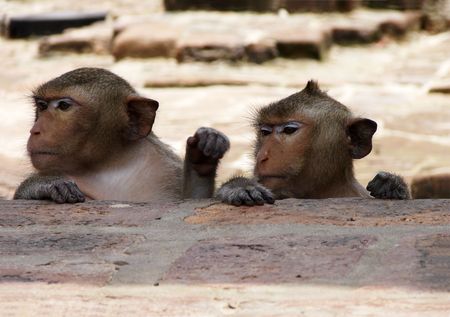 Two monkeys in Lop Buri Thailand looking at something interesting in the distance