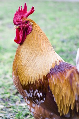 Brown rooster close up