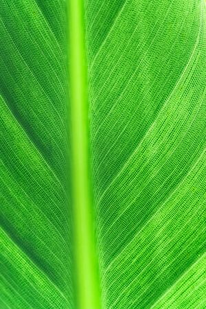 Banana palm leaf texture. Uniformly green natural background. Shot in the sunlight.