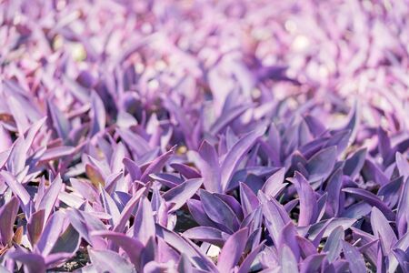 Tradecantation purple bushes in the garden view from above. Beautiful lilac floral backgroundの写真素材