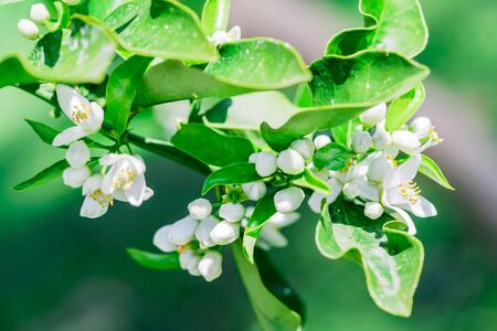 Image of a green branch with white flowers of a flowering orange tree, close-up shot. Blooming orange tree on a vegetative blurred background in springの写真素材