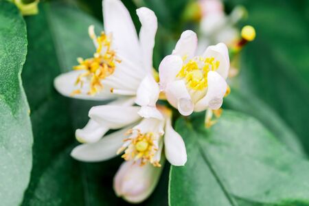 Pink-white flowers of orange tree over the background of green leaves, close-up shot. Orange tree blossoming in April.の写真素材