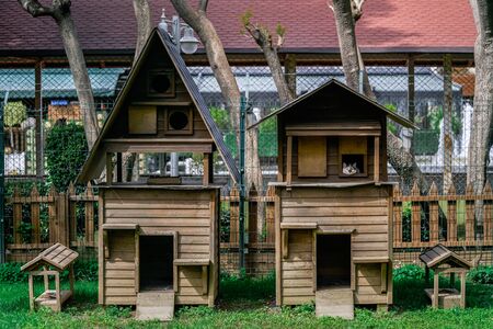 Small cute wooden houses for cats in the Park. Care of stray animals. Cat looks out of the window of her house.の写真素材