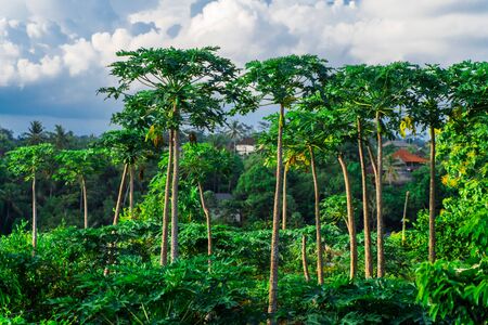 Production of organic tropical fruits. Papaya trees on top of a background of cloudy sky. Agriculture on the island of Bali.の写真素材