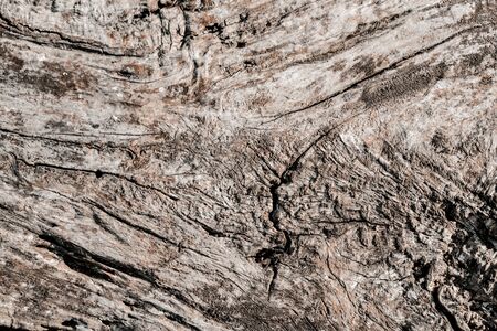 Wood decay with wood termites. Old grunge dark textured wooden background. The surface of the brown wood textureの写真素材