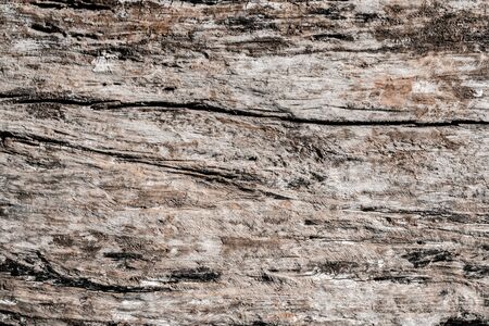 Wood decay with wood termites. Old grunge dark textured wooden background. The surface of the brown...