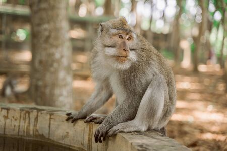 A monkey sits near a swimming pool in the background of a jungle. Monkeys in their natural habitat. Monkey forest in Ubud.の写真素材