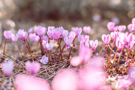 Pink cyclamen flowers in their natural growing environment. Flowers in a pine forest on the Mediterranean coast in Turkey. Photographed close-up. Macrophotography.の写真素材