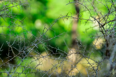 Impenetrable thickets of thorns in the forest. Insurmountable obstacle. Dangerous plants. Photographed close up thorns on the branches.の写真素材