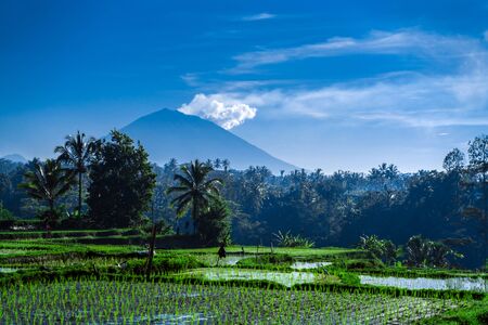 Tourist destination of Bali. Rice fields on the background of the famous Agung volcano. Agung volcano is Smoking.の写真素材