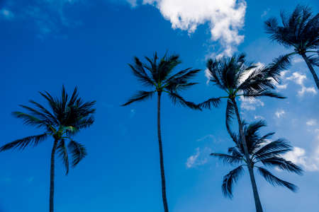 Coconut trees on a background of blue sky. Tropical background. Tall tropical trees and a cloudy sky. Tourist destination Thailandの写真素材