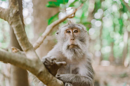 A close-up portrait of a macaque sitting on a tree against the background of the jungle. The monkey...