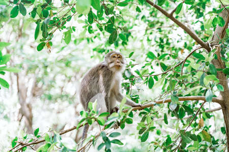Portrait of a female macaque sitting on a tree against the background of the jungle. A monkey climbs...