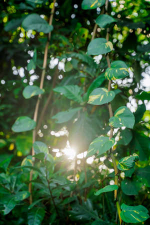 Bali tourist destination. Rainforest at dawn. Natural exotic eco backgroundの写真素材