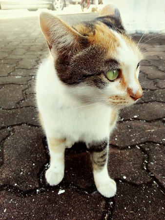 catの素材