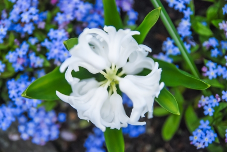 White lilyの写真素材