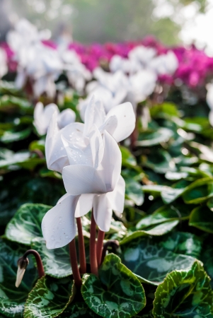 Winter flowers  cyclamen flowers in a greenhouse  Selectiveの写真素材