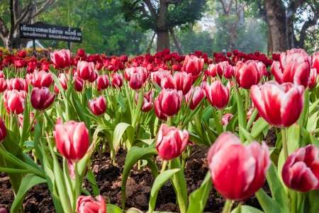 Multi coloured tulips and on nature の写真素材