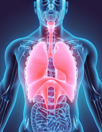 3D illustration of Respiratory System - Medical concept.の写真素材