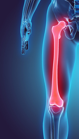 3D illustration of Femur - Part of Human Skeleton.の写真素材